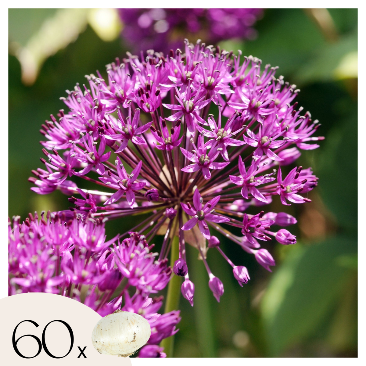 allium ☆ file.jpg