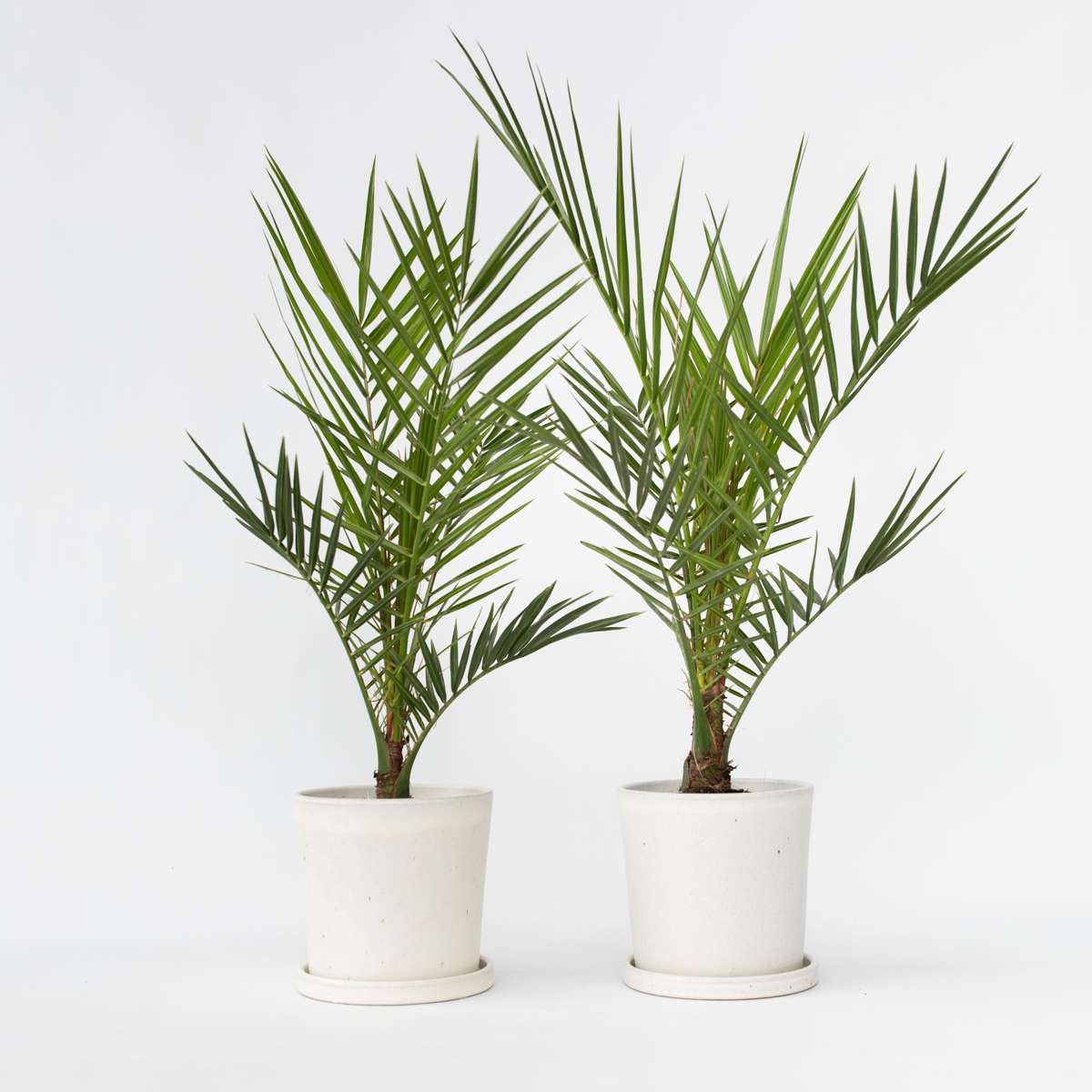 Phoenix Canariensis - Set Di 2 - H 50cm - Plant In A Box - H&M