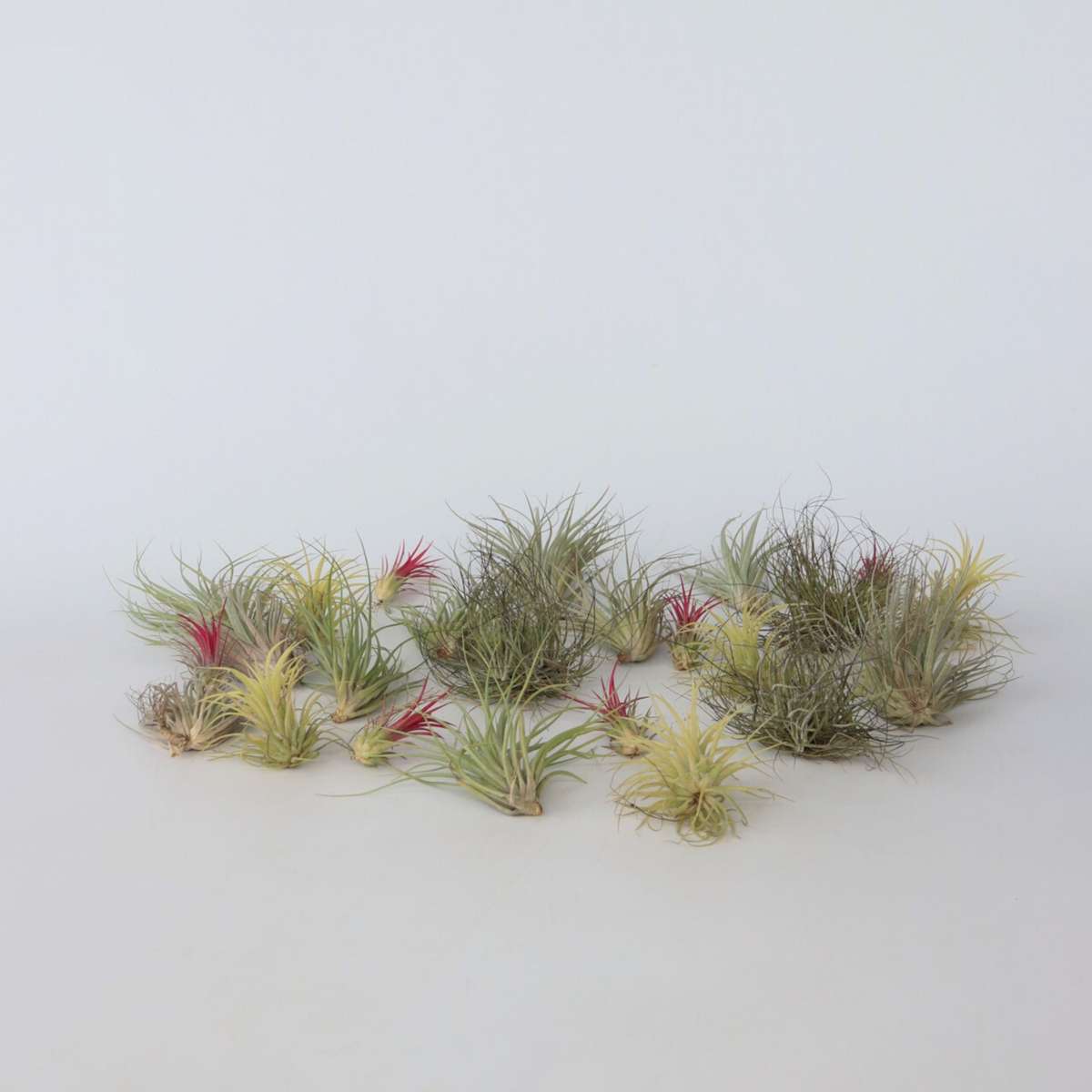 Tillandsia Roseiflora Wild clone 速達発送 Tillandsia Roseiflora Wild clone 速達発送 Tillandsia Roseiflora
