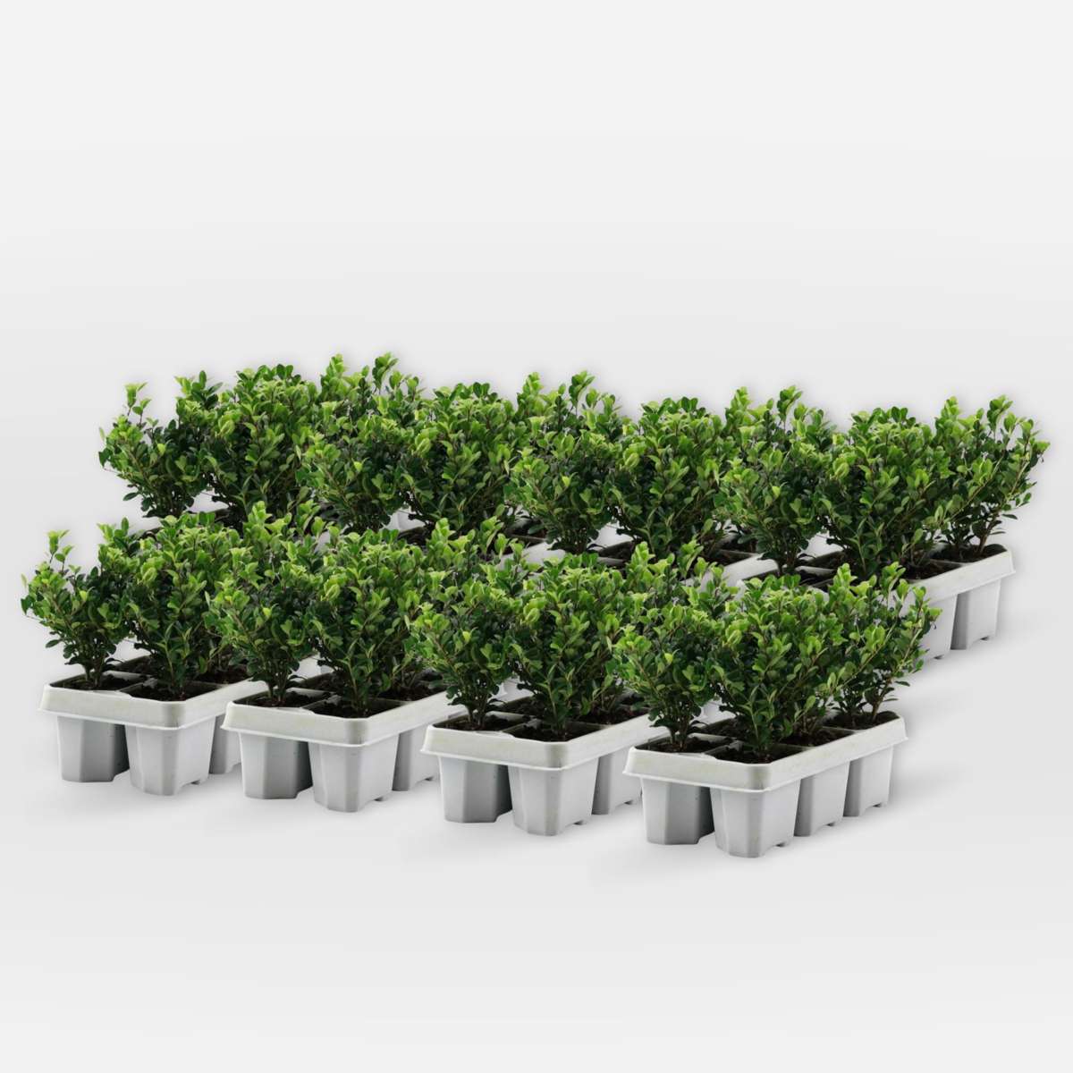 Ilex crenata 'Jenny' - 48er-Set - Japanische Stechpalme – FloraStore
