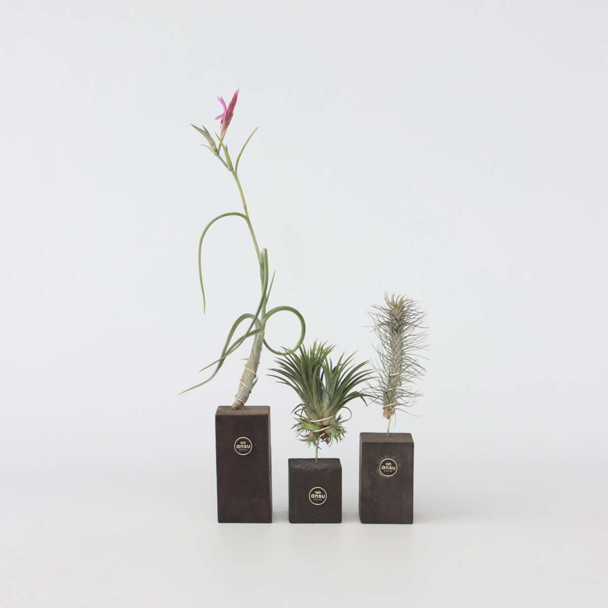 Tillandsia 'Burnt Wood Trio' - Set van 3 - Luchtplanten – FloraStore