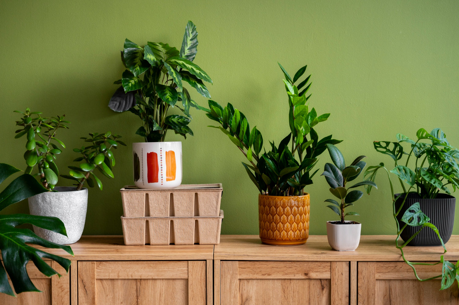 Easy care houseplants