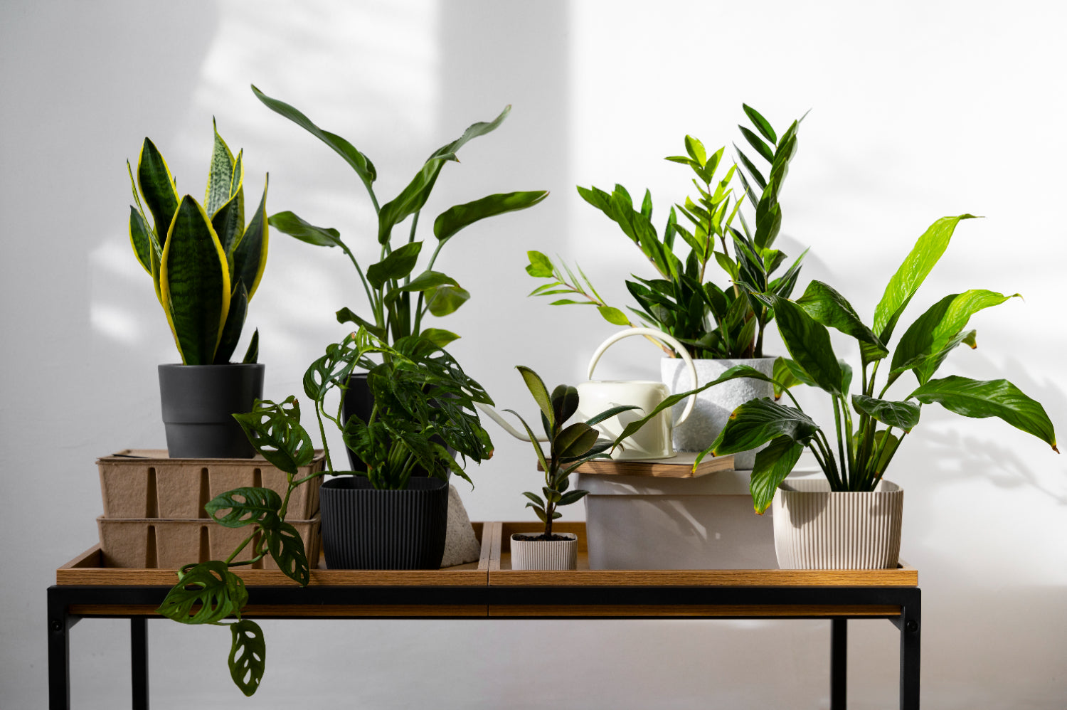 Variation of houseplants