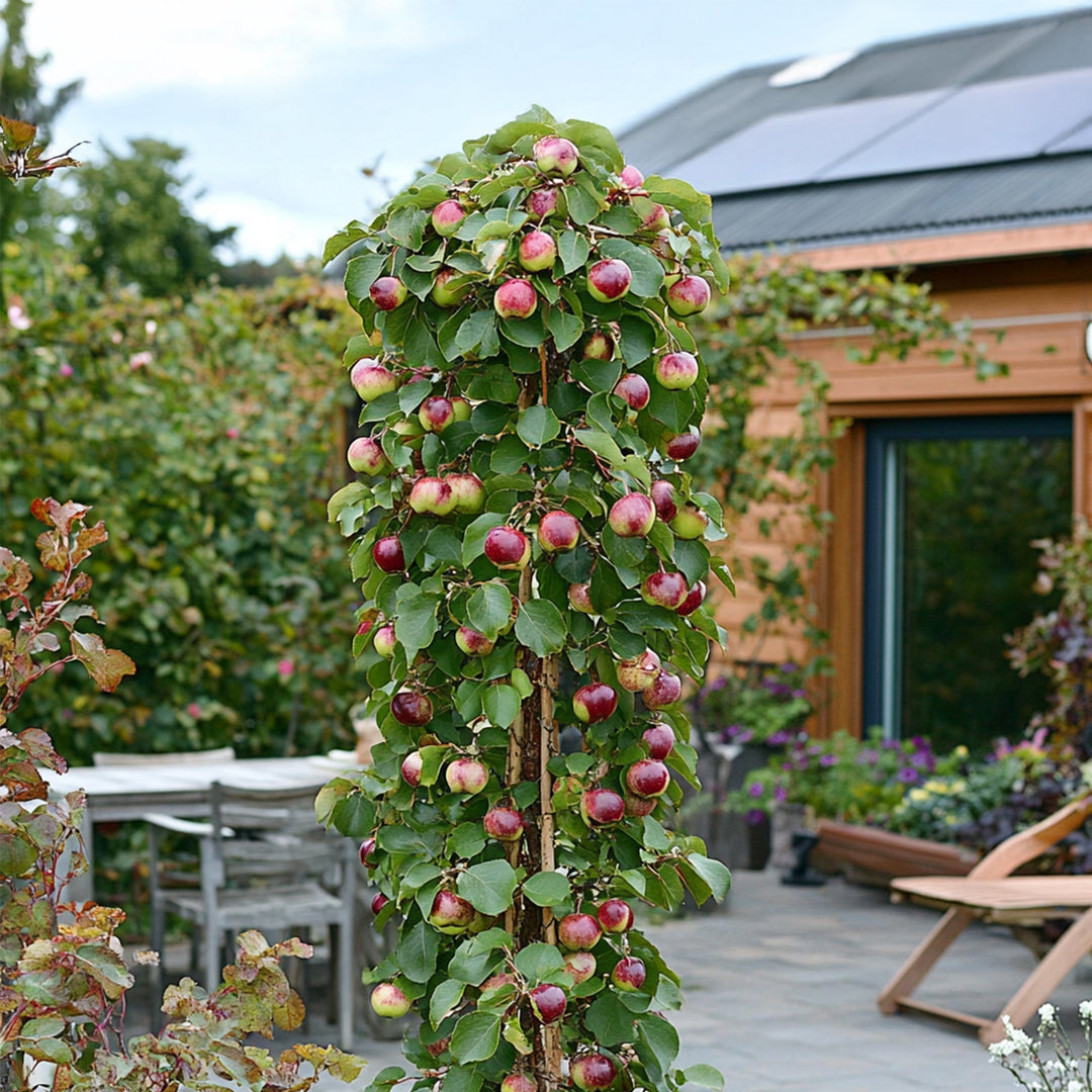 De fruitzuil; een ander soort fruitboom