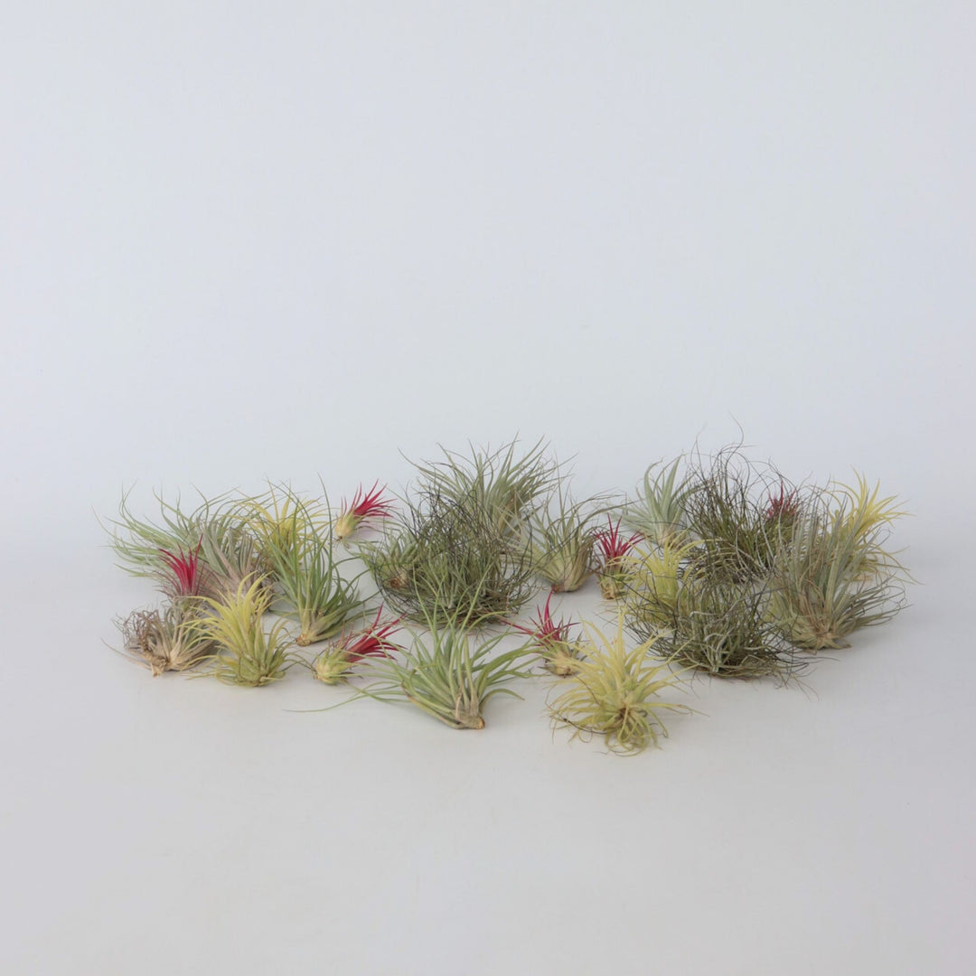 Tillandsia set