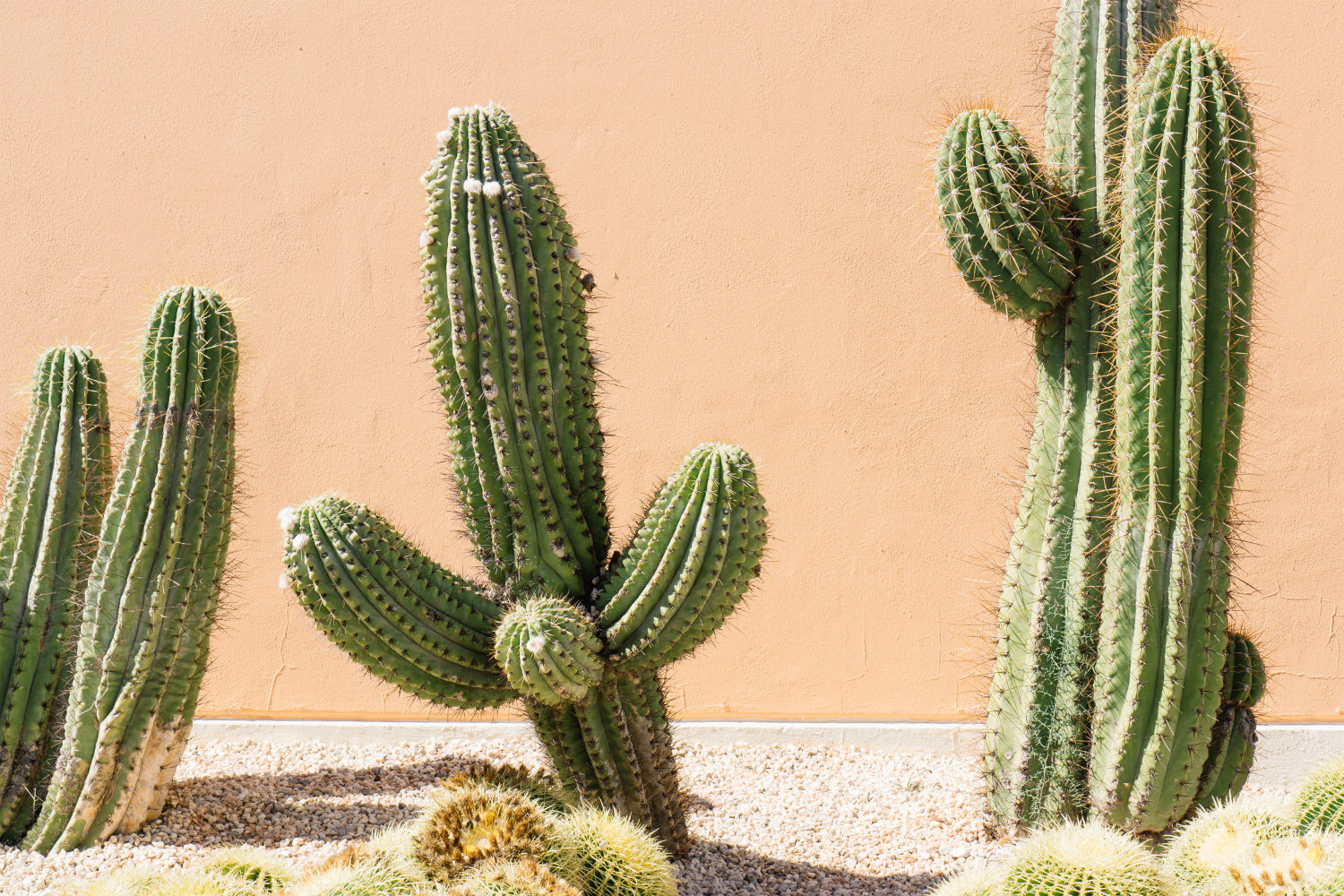 Cactussen verzorging: Zo houd je ze blij en gezond