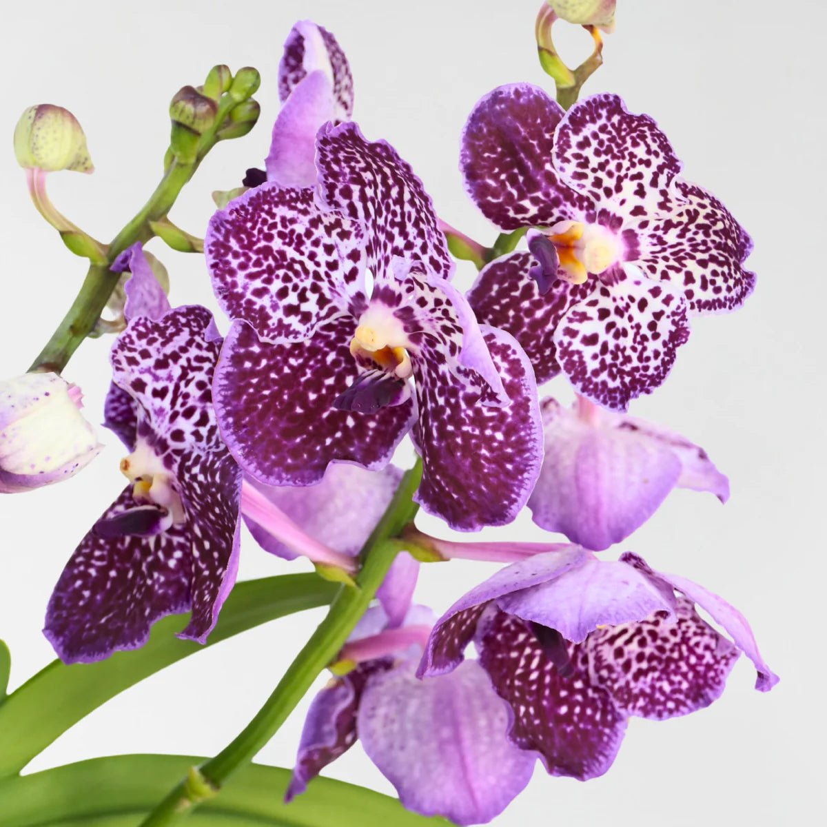 Deze prachtige orchidee maakt indruk: viva de vanda!