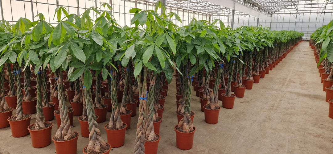 Vers van de kweker, stevig verpakt