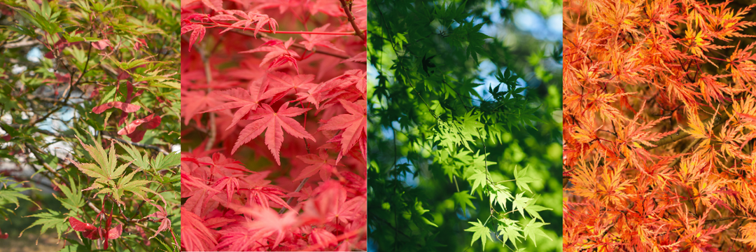 Japanse esdoorns: elegantie in je tuin