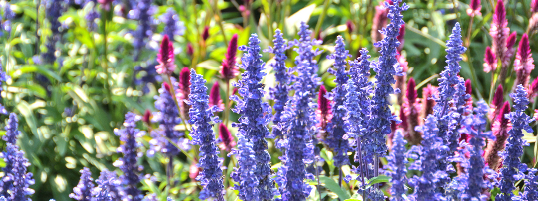 Tuinkalender juni – tips, verzorging & planteninspiratie