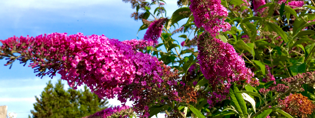 Zomerbloeiers in de tuin: Buddleja, Bougainvillea & Hydrangea