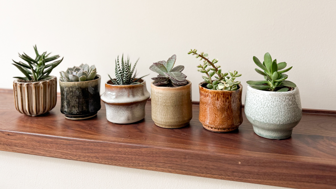 Hoe kies je de juiste potmaat voor je kamerplant?