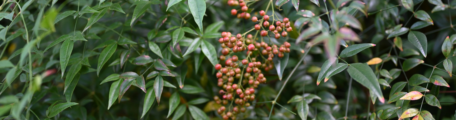 Zimzelene rastline na vrtu – vedno zelene in polne vzdušja, tudi pozimi