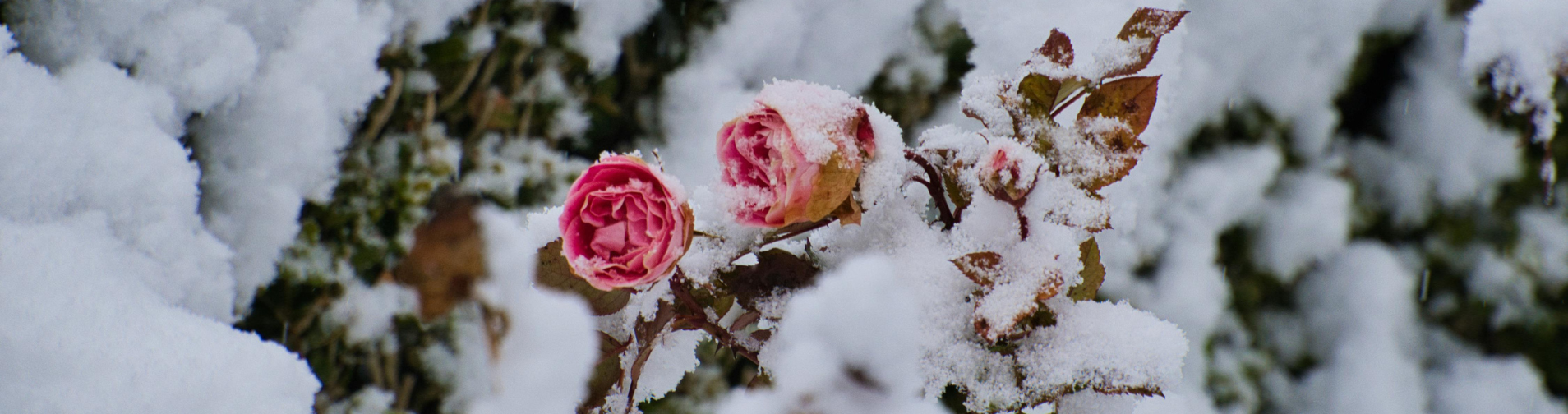 Preparing the garden for winter – pruning, mulching and frost protection