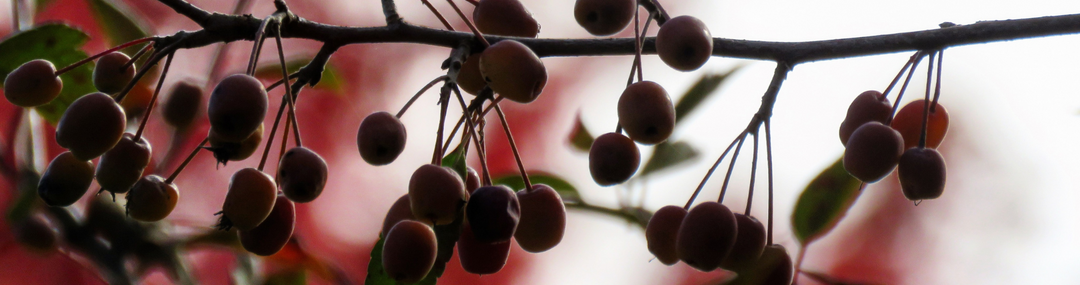 Tuinkalender September - Aan de slag in de nazomertuin