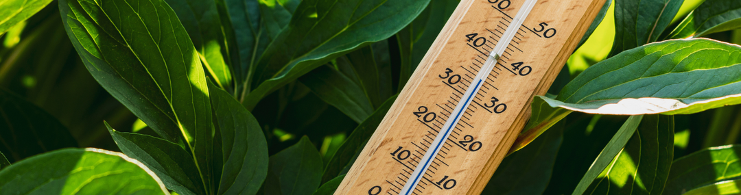 De hitte te slim af: zo bescherm je je tuin tijdens een hittegolf