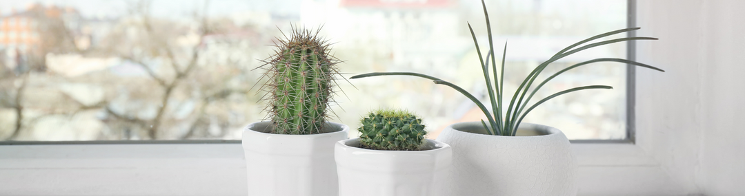 Top-5 Planten die perfect zijn voor je vensterbank