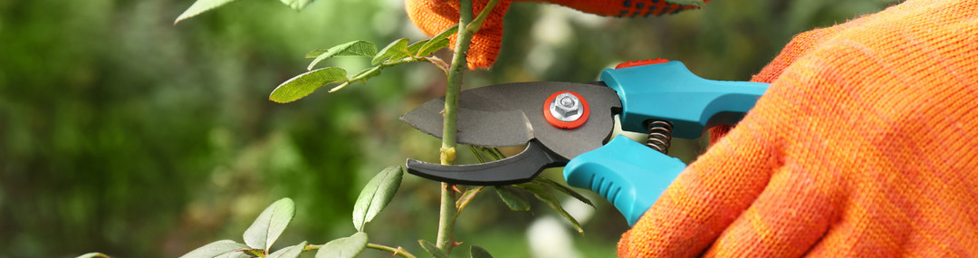 Alles wat je moet weten over snoeien