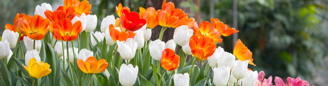 Bloembollen planten in lagen – de lasagnemethode voor een bloeiende pot
