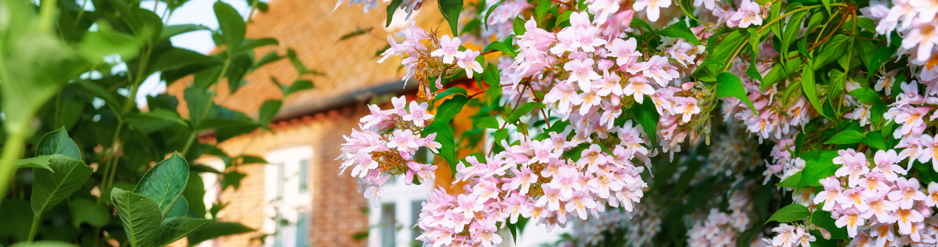 Tuinkalender Augustus - Zomerse verzorging voor een bloeiende tuin