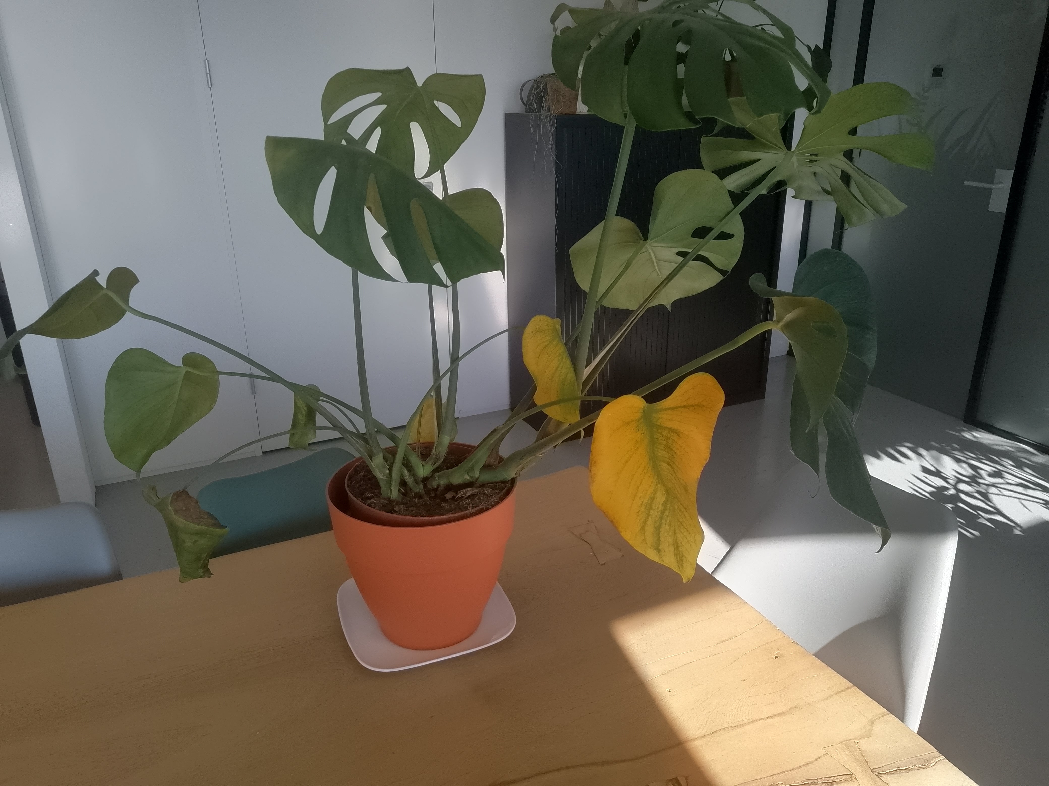 Waarom worden de bladeren van je kamerplant geel?