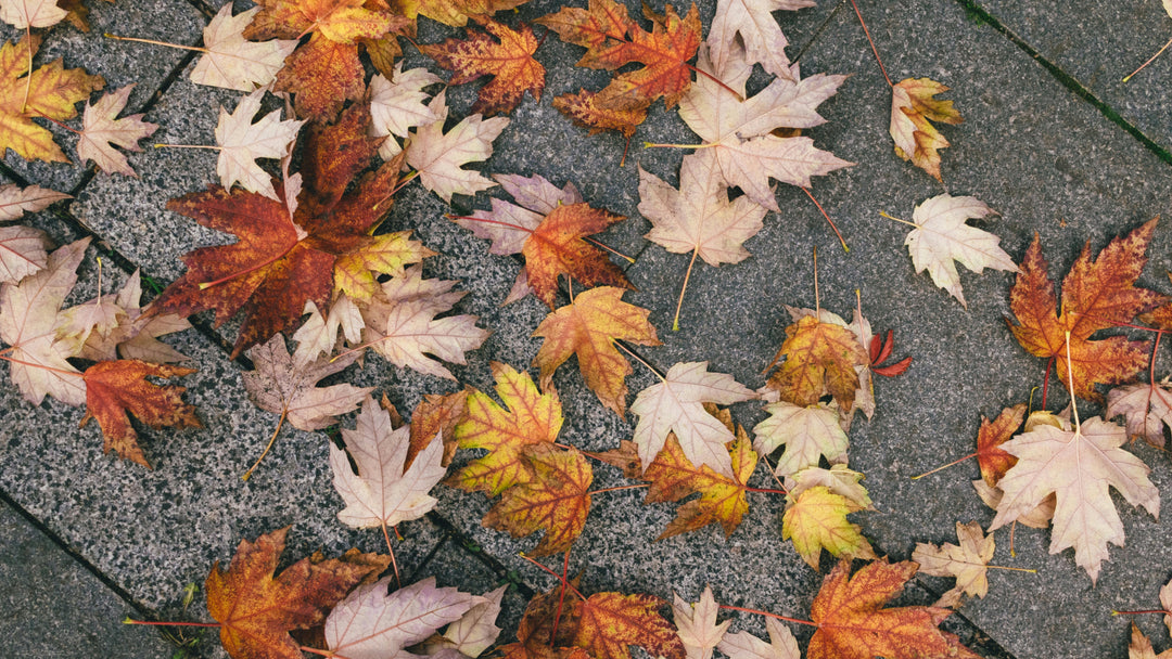 Zahradní kalendář říjen – Připravte si zahradu na zimu