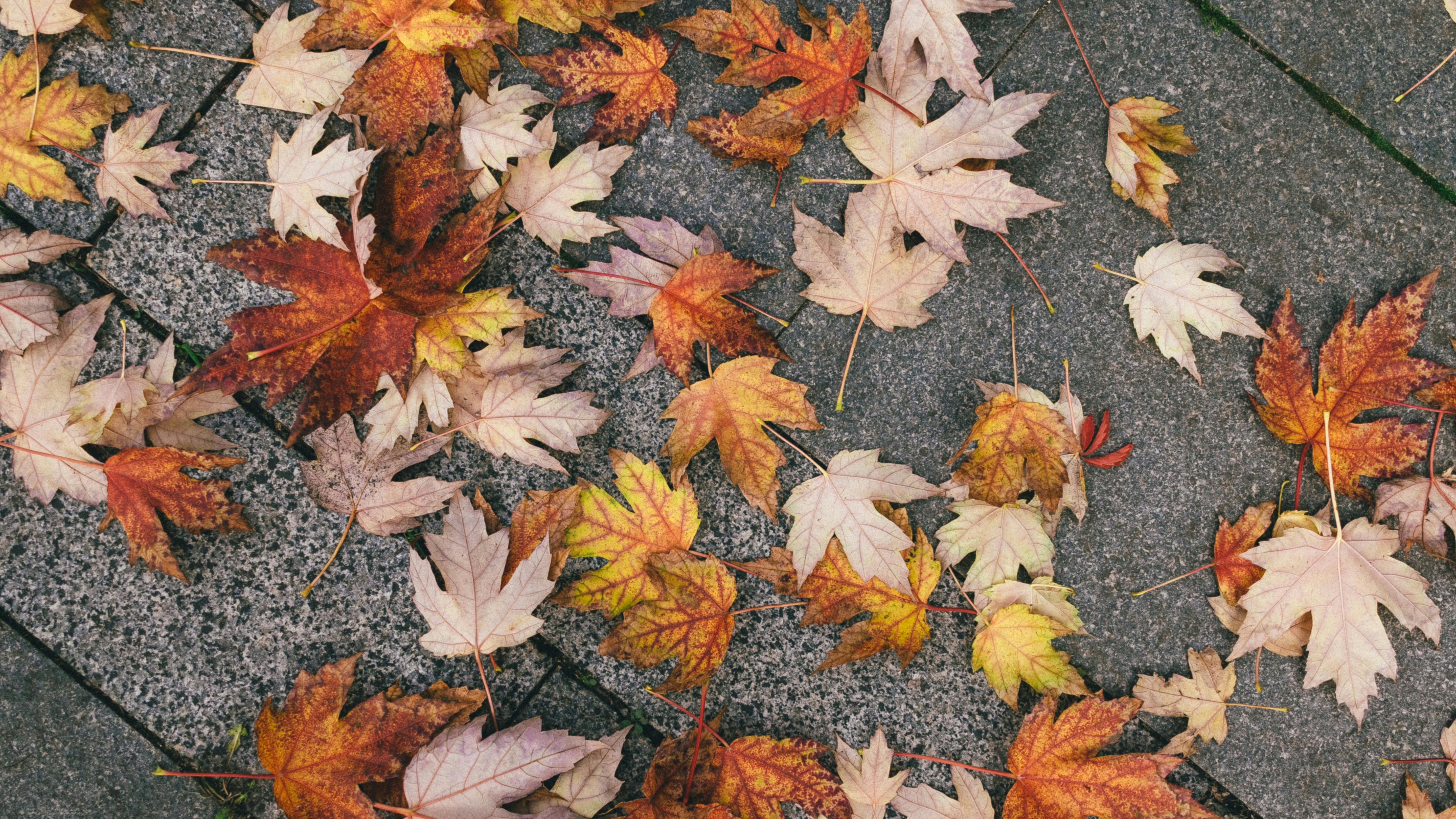 Tuinkalender Oktober – Maak je tuin winterklaar