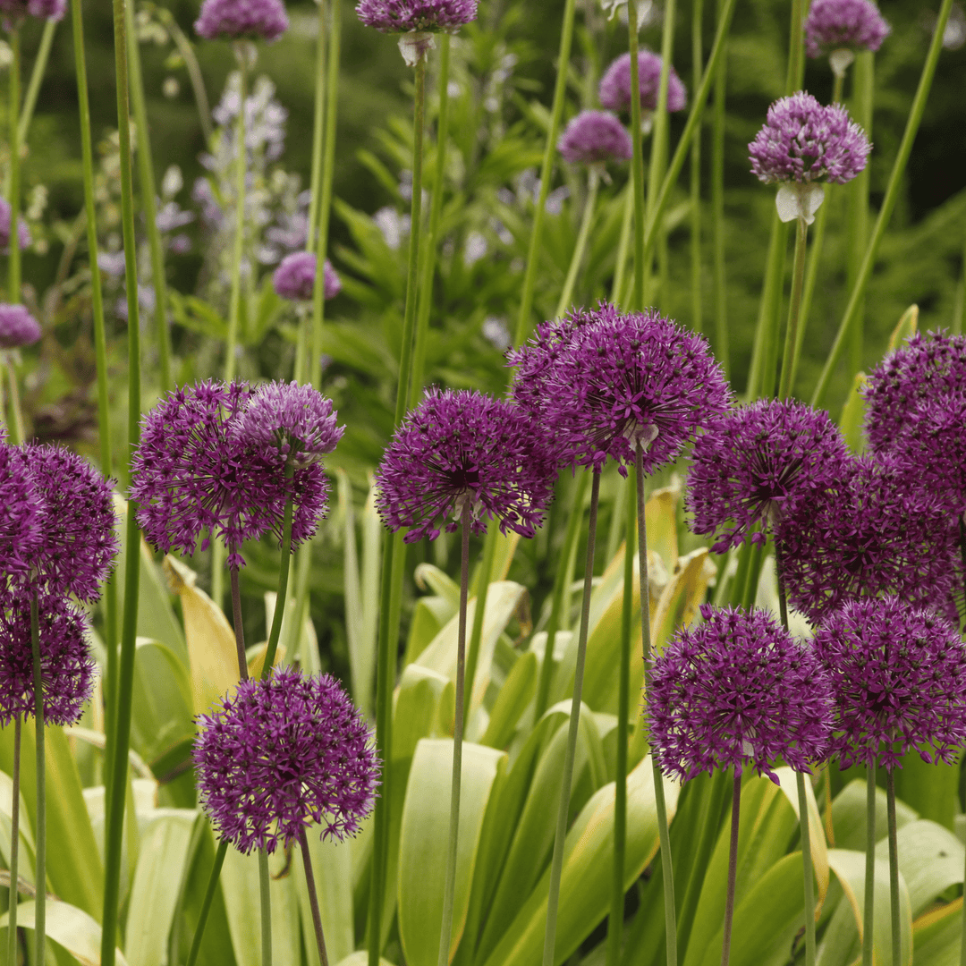 Allium