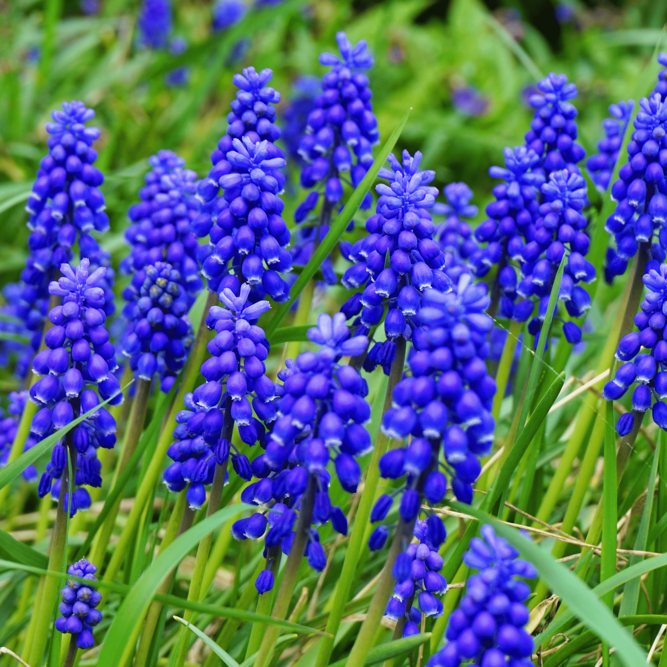 Muscari