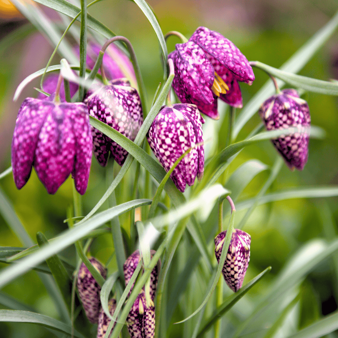 Fritillaria