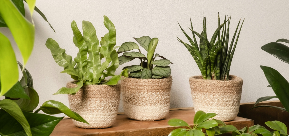 Pokon plantverzorging