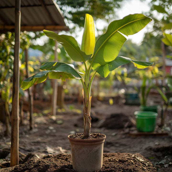 Musa Basjoo - Bananenplant