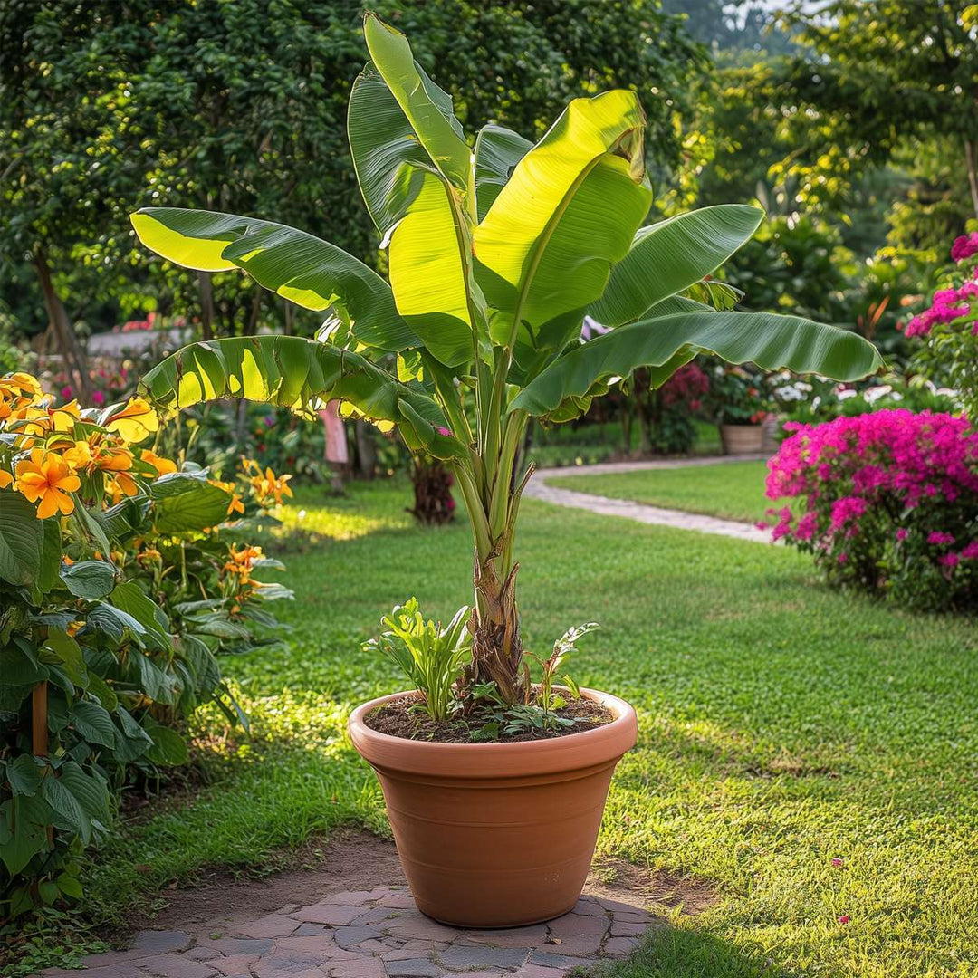 Musa Basjoo - Bananenplant