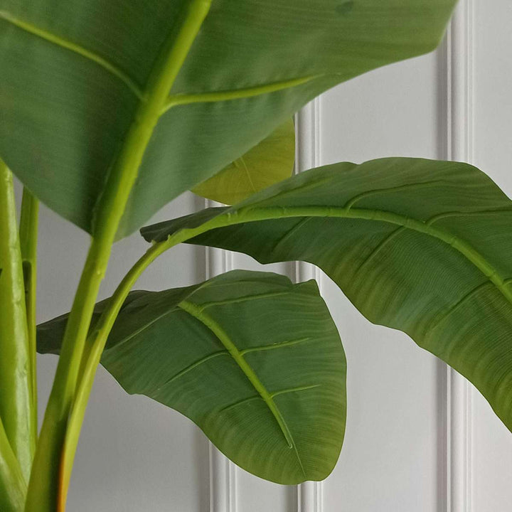 Musa Basjoo - Bananenplant