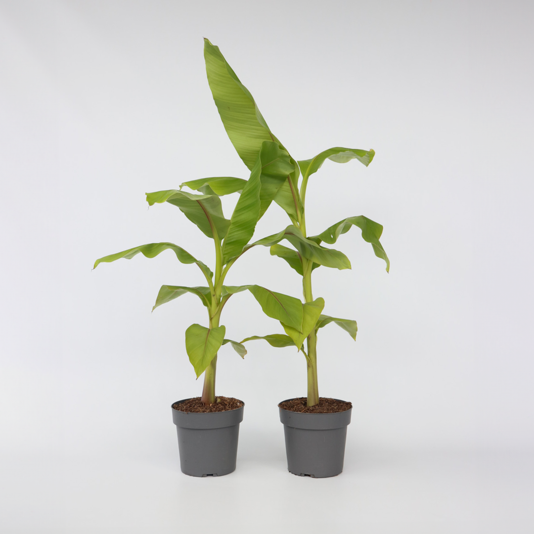 Musa Basjoo - Set van 2 - Bananenplant