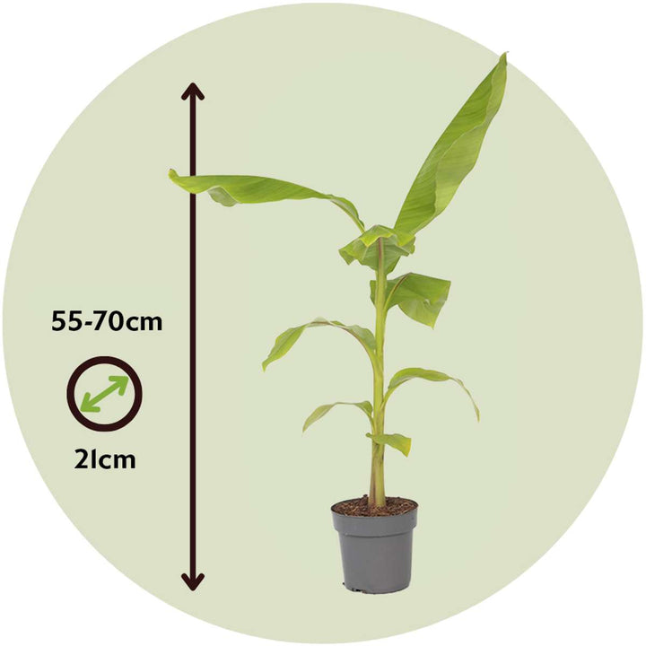 Musa Basjoo - Set van 2 - Bananenplant