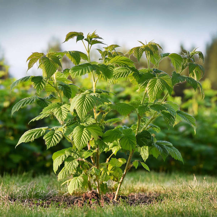 Rubus idaeus 'Malling Promise' - Set van 4 - Framboos