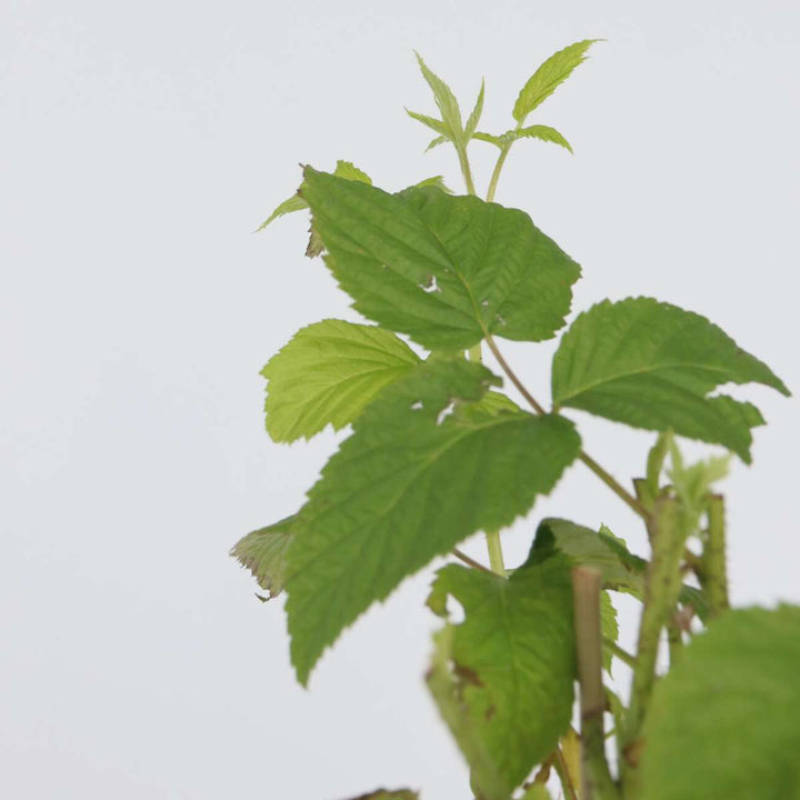 Rubus idaeus 'Malling Promise' - Set van 4 - Framboos