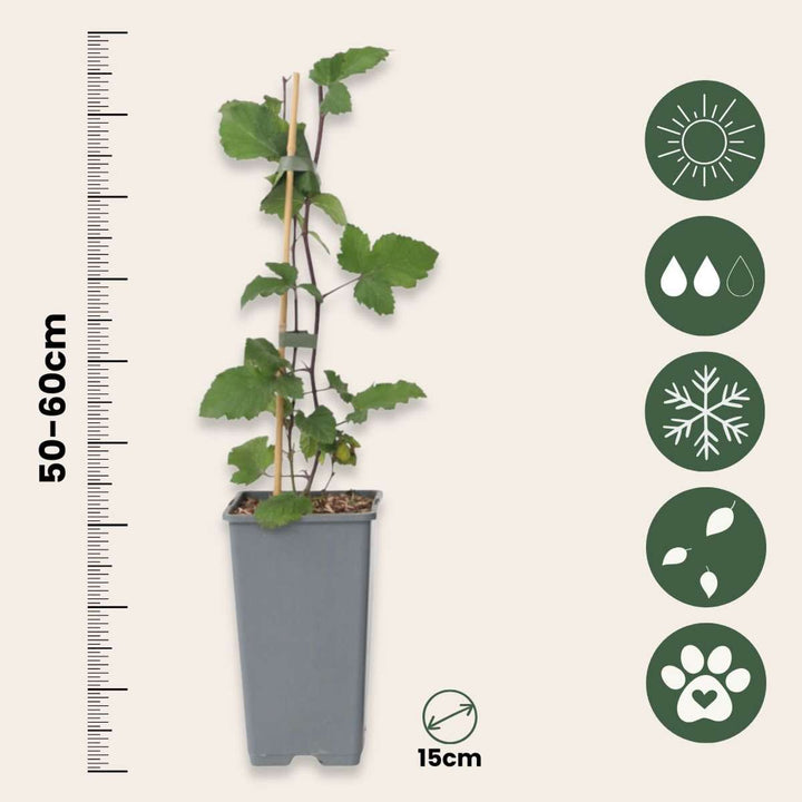 Ribes rubrum - Crveni ribiz - Set od 4 komada - Crveni ribiz
