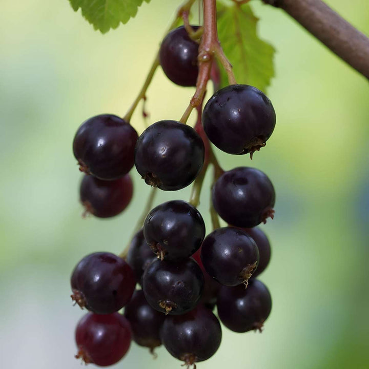 Ribes Nigrum 'Titania' - Zwarte aalbes - 90-100cm