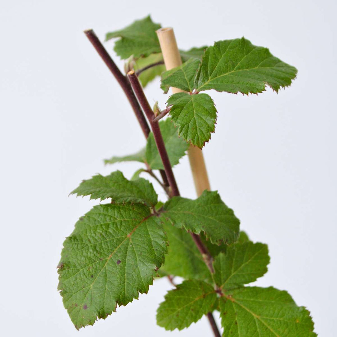 Rubus fruticosus - Set van 4 - Braam