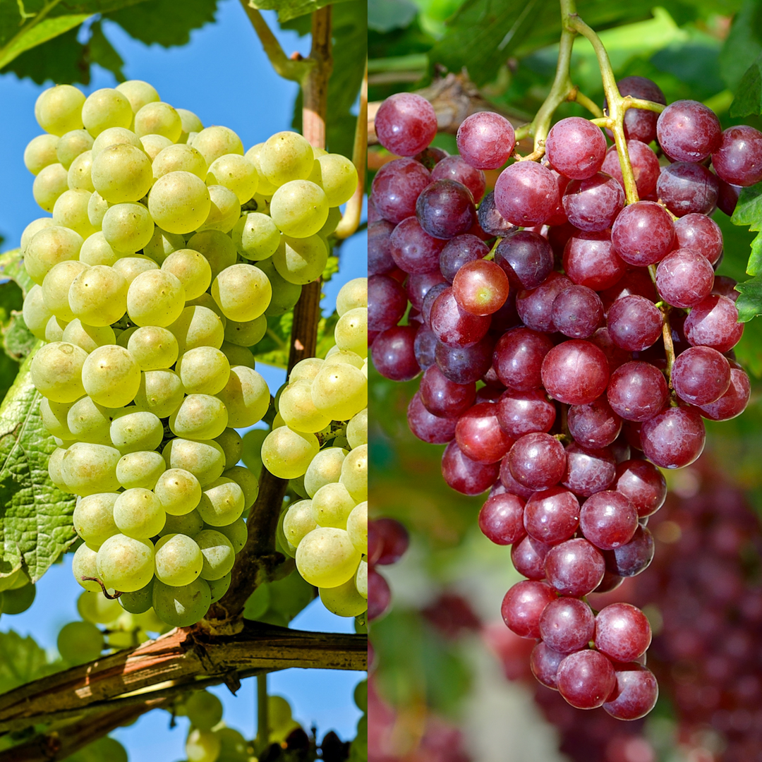 Wine mix Vitis vinifera types Grape plant – FloraStore