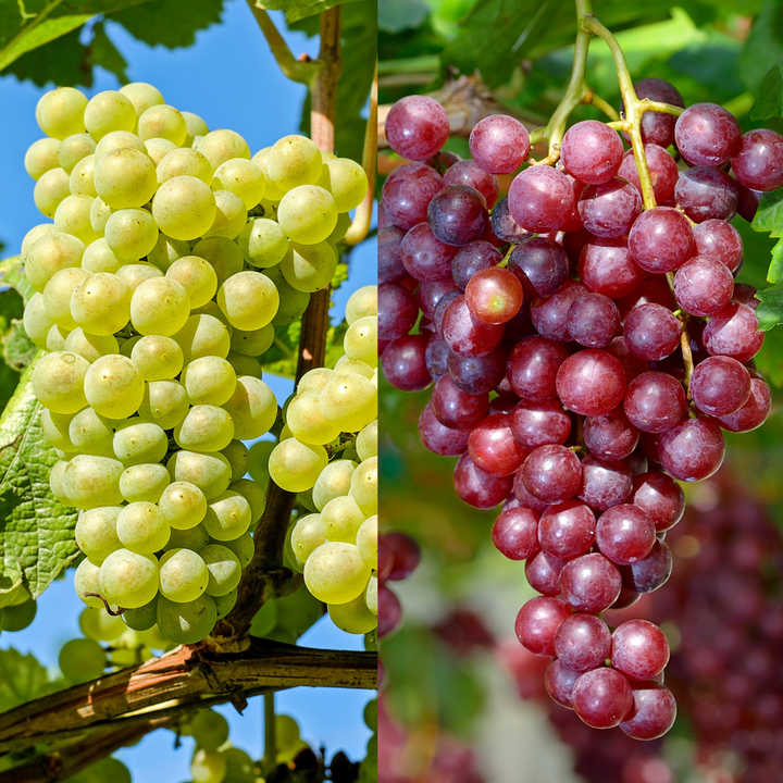 Wijnmix Vitis vinifera - 2 soorten - Druivenplant