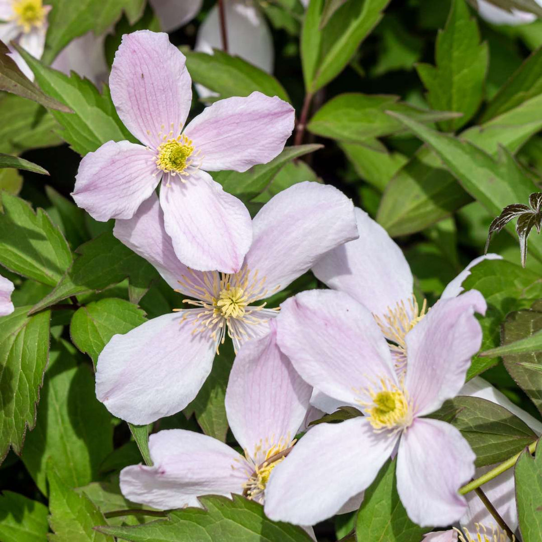 Clematis montana 'Fragrant Spring' - Set van 2 - Klimplanten