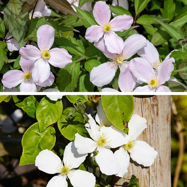 Clematis 'Fragrant Spring' en 'Grandiflora' - Set van 2