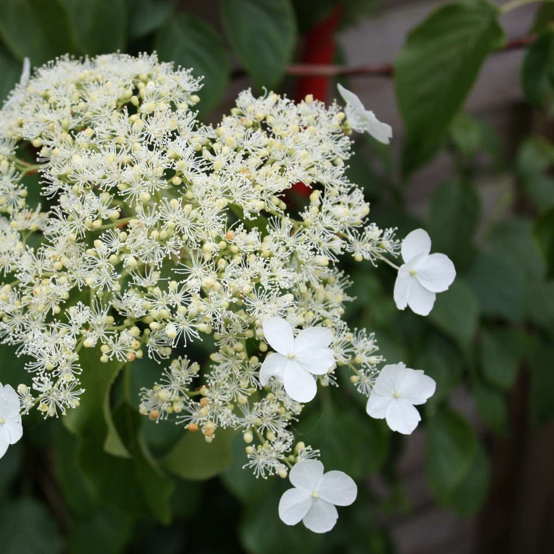 Hydrangea anomala petiolaris - Klimhortensia