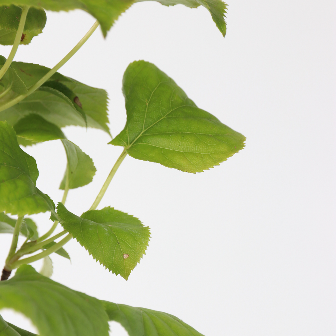 Hydrangea anomala petiolaris - Klimhortensia