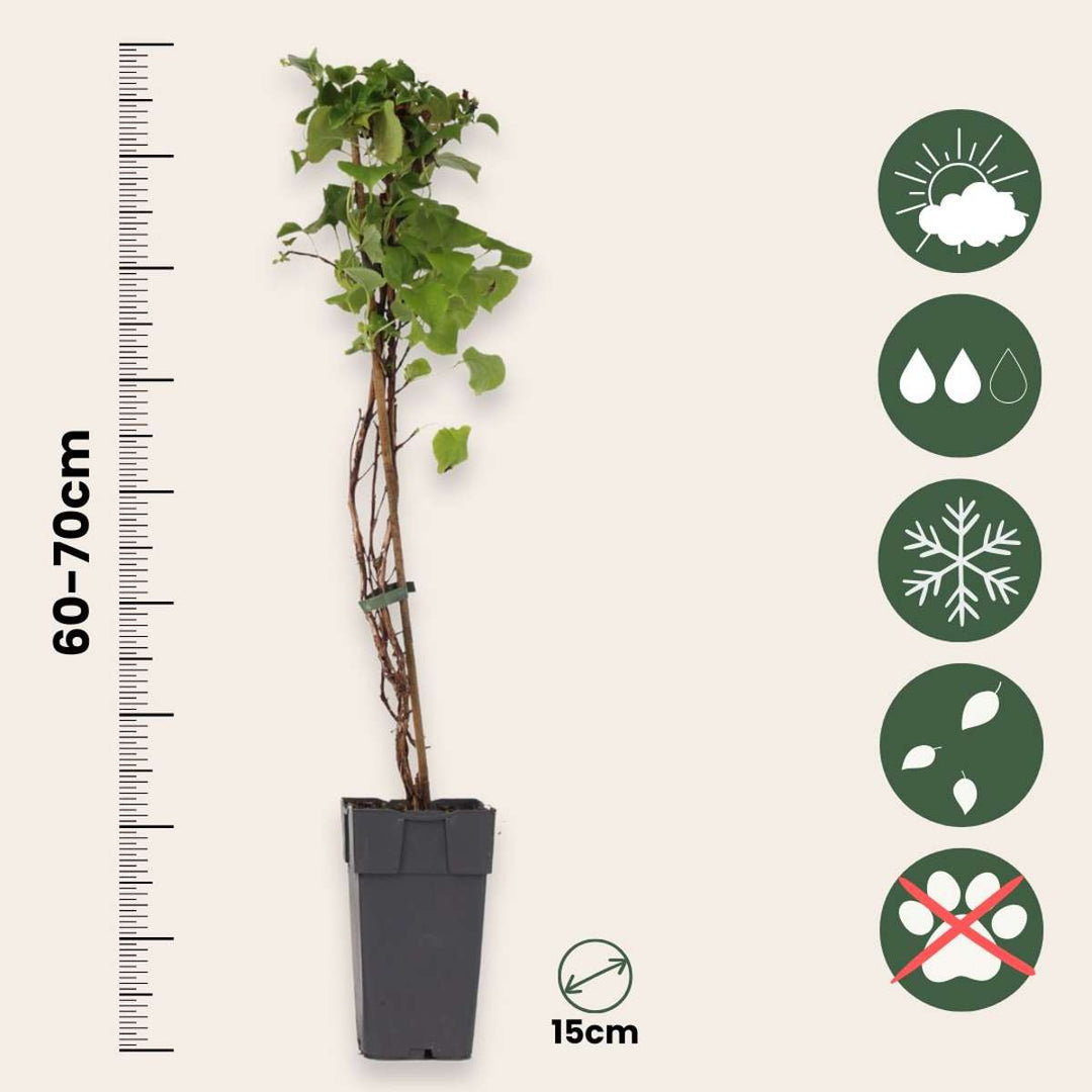 Hydrangea anomala petiolaris - Klimhortensia