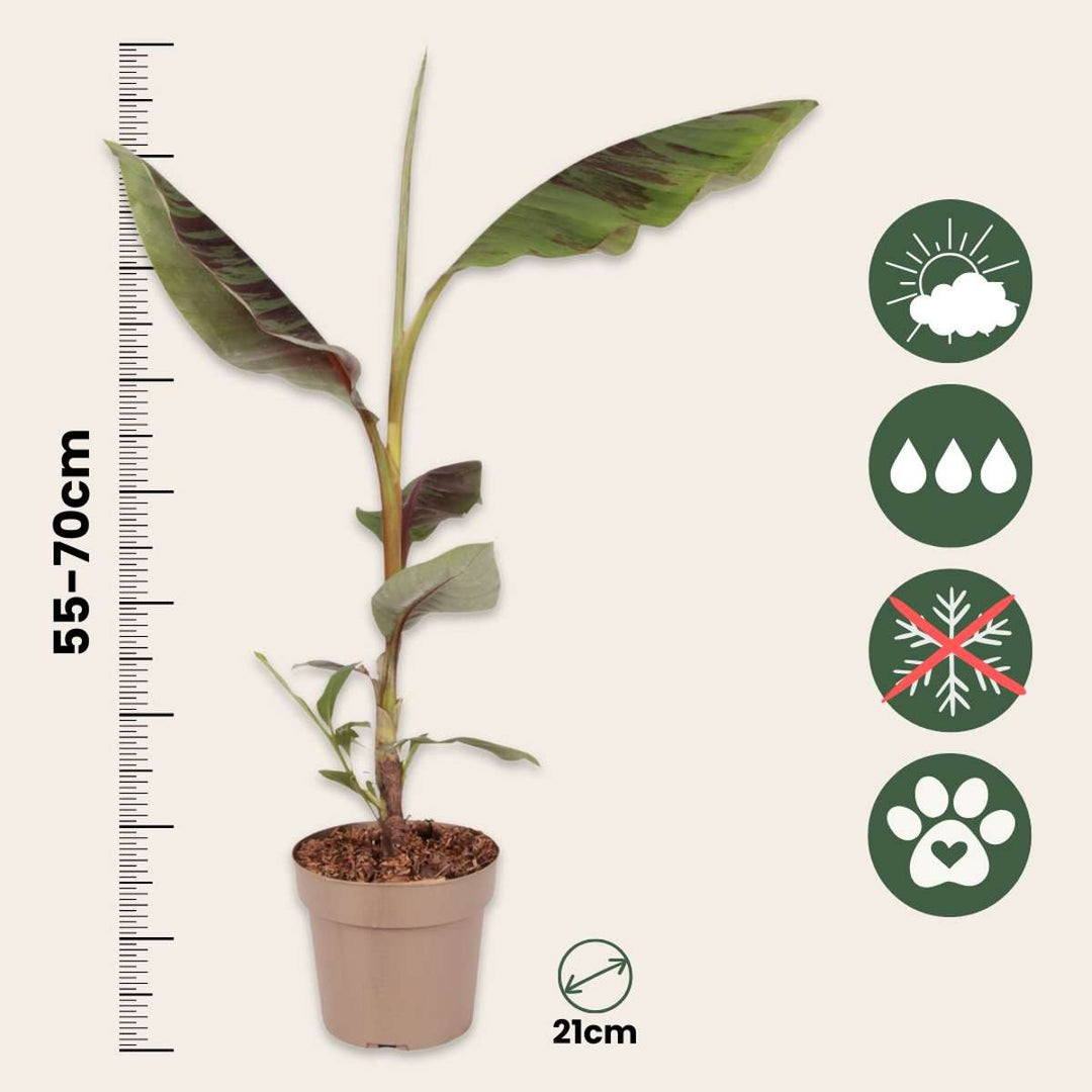 Musa sikkimensis Ever Red - Rode bananenplant