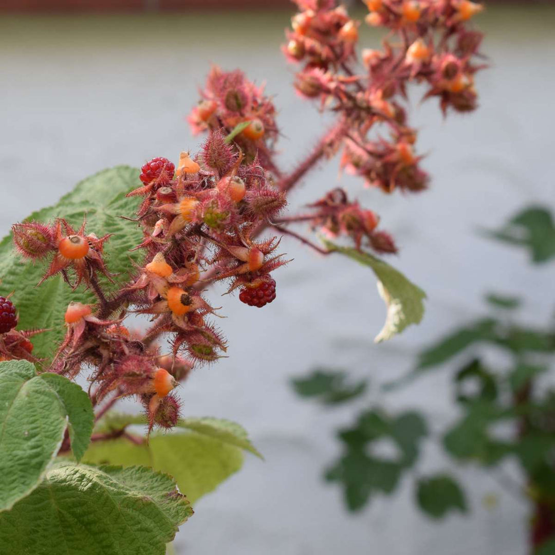 Rubus phoenicolasius - Set van 2